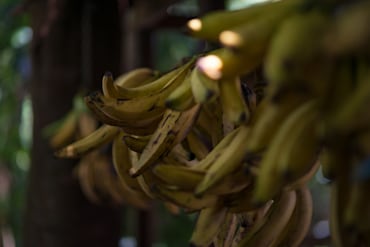 Banana Bunches - Costa Rica fine art photograph by Chandler Williams