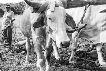 Beast of Burden - Nicaragua fine art photograph by Chandler Williams