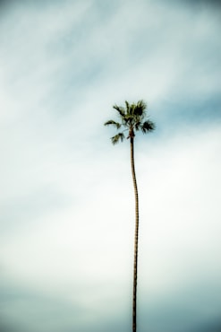 California Palm fine art photograph by Chandler Williams