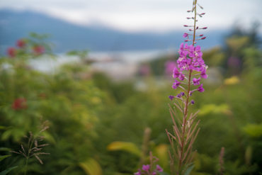 Fireweed 2 - Alaska fine art photograph by Chandler Williams