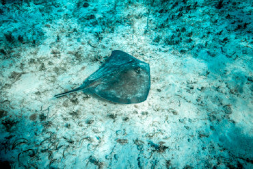 Stingray - Caymans fine art photograph by Chandler Williams