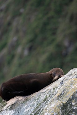 The Napping Rock 1 - New Zealand fine art photograph by Chandler Williams