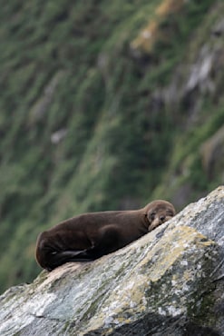 The Napping Rock 2 - New Zealand fine art photograph by Chandler Williams