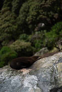 The Napping Rock 3 - New Zealand fine art photograph by Chandler Williams