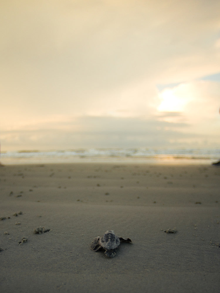 Evolved sea turtle marine life fine art photography print by Chandler Williams for Modus Photography