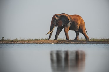 Tusker with Reflection III Africa elephant fine art photography print by Chandler Williams for Modus Photography