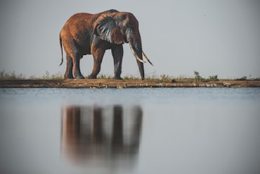 Tusker with Reflection IV Africa elephant fine art photography print by Chandler Williams for Modus Photography