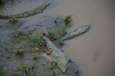 Bask of Crocodiles - Costa Rica fine art photograph by Chandler Williams