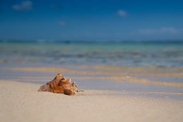 Beach Shell - Caymans fine art photograph by Chandler Williams