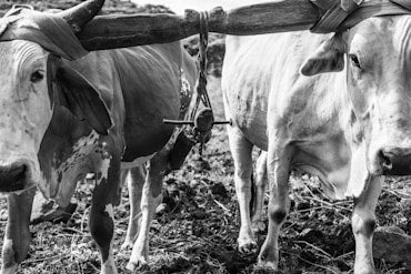Beasts of Burden - Nicaragua fine art photograph by Chandler Williams