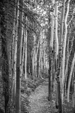 Birch Tree Trail - Alaska fine art photograph by Chandler Williams
