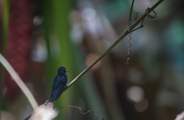 Blue Bird - Costa Rica fine art photograph by Chandler Williams