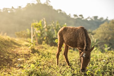 Caballo Pequeño - Nicaragua fine art photograph by Chandler Williams