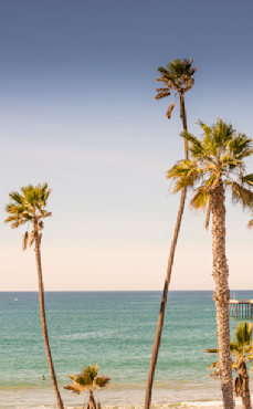 California Palms fine art photograph by Chandler Williams