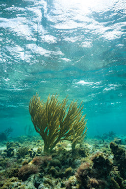 Cayman Island Reef fine art photograph by Chandler Williams
