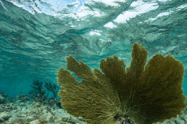 Cayman Island Reef Fan fine art photograph by Chandler Williams
