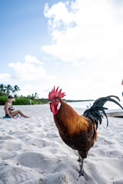 Cock of the Walk - Caymans fine art photograph by Chandler Williams