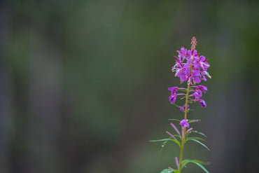 Fireweed Close Up - Alaska fine art photograph by Chandler Williams