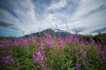 Fireweed - Alaska fine art photograph by Chandler Williams