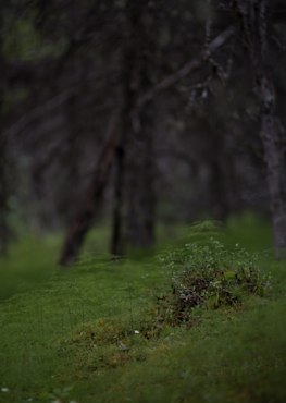 Forest Green Alaska fine art photograph by Chandler Williams