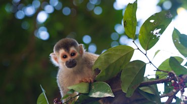 I See You - Costa Rica fine art photograph by Chandler Williams