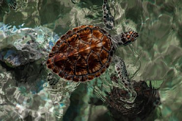 Painted in Time 1 - Caymans fine art photograph by Chandler Williams
