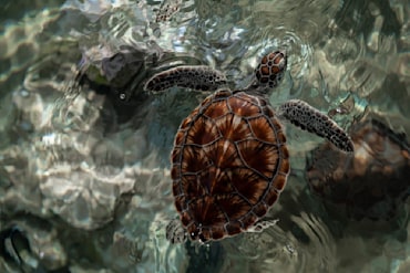 Painted in Time 2 - Caymans fine art photograph by Chandler Williams