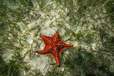 Starfish from Above - Caymans fine art photograph by Chandler Williams