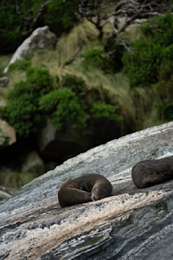 The Napping Rock 4 - New Zealand fine art photograph by Chandler Williams
