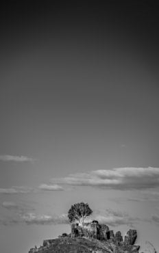 Tree Top - New Zealand fine art photograph by Chandler Williams