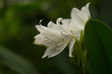 White Flower - Costa Rica fine art photograph by Chandler Williams
