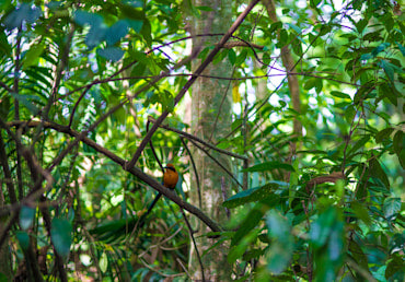 Yellow Bird - Costa Rica fine art photograph by Chandler Williams