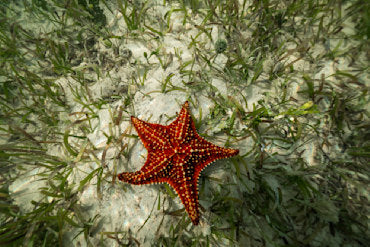 Cayman Island 1-18753 fine art photograph by Chandler Williams