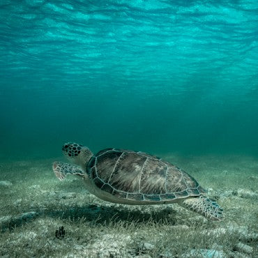 Grand Cayman Turtle fine art photograph by Chandler Williams