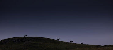 Iceland Horses - Landscape fine art photograph by Chandler Williams