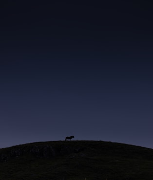 Iceland Horse - Portrait fine art photograph by Chandler Williams