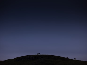 Iceland Horses 2 - Landscape fine art photograph by Chandler Williams