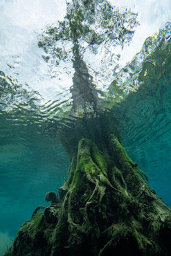 Cypress from Below fine art photograph by Chandler Williams