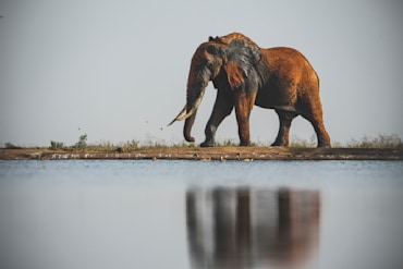 Tusker with Reflection No. 2 Africa elephant fine art photography print by Chandler Williams for Modus Photography