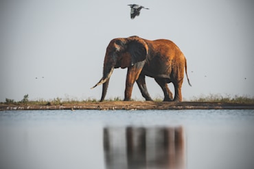 Tusker with Reflection V Africa elephant fine art photography print by Chandler Williams for Modus Photography