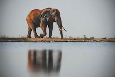 Tusker with Reflection-07521 fine art photography print by Chandler Williams for Modus Photography