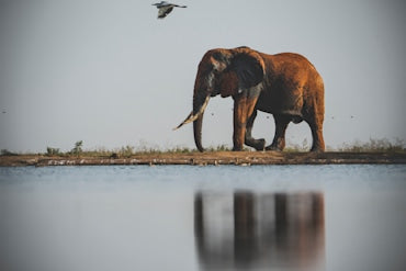 Tusker with Reflection Africa elephant fine art photography print by Chandler Williams for Modus Photography